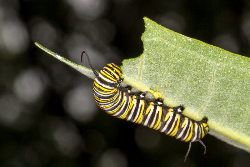Illustration for article titled Redesigning Our Cities and Highways to Help Feed Monarch Butterflies